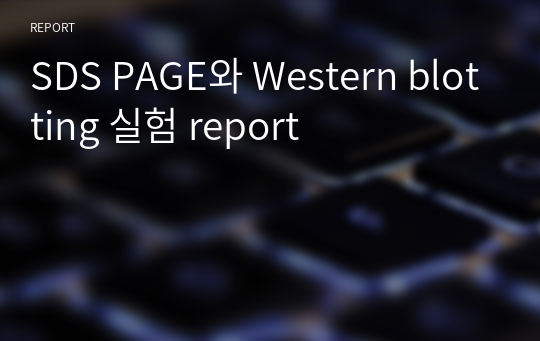 SDS PAGE와 Western blotting 실험 report