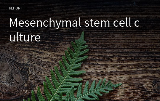 Mesenchymal stem cell culture