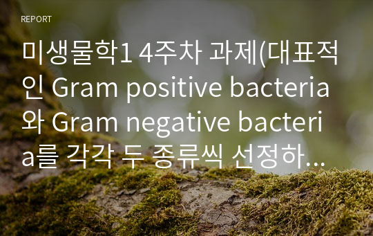미생물학1 4주차 과제(대표적인 Gram positive bacteria와 Gram negative bacteria를 각각 두 종류씩 선정하여 해당 세균의 특징을 서술하시오.).hwp