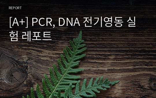 [A+] PCR, DNA 전기영동 실험 레포트