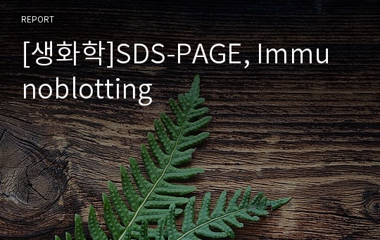 [생화학]SDS-PAGE, Immunoblotting